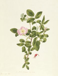 Rosa Acicularis Viridis door Pierre Joseph Redouté